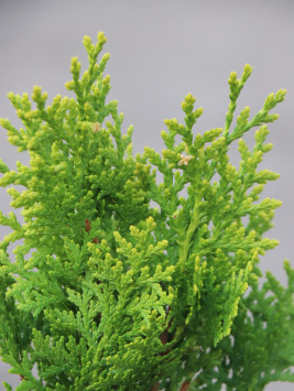 Zerav východní 'Aurea Nana'