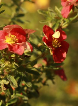 Mochna křovitá 'Red'