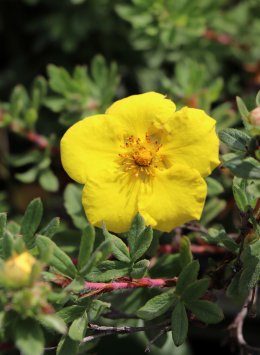 Mochna křovitá 'Goldteppich