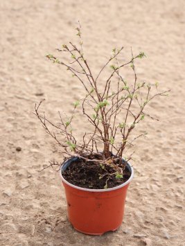 Mochna křovitá 'Sophie's Orange'