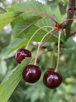 Třešeň ptačí, 26-35 cm, QP60, 3L4