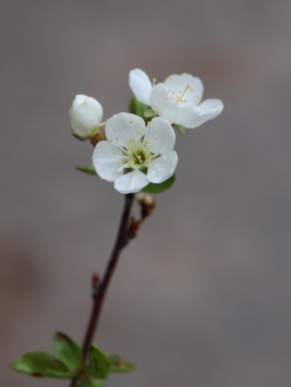 Višeň keřová 'Carmine Jewell'