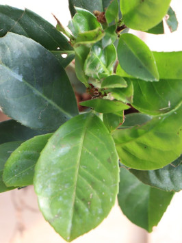 Bobkovišeň lékařská 'Etna'®