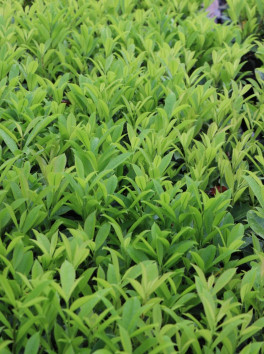 Bobkovišen lékař. 'Fontanette'- bal 30ks