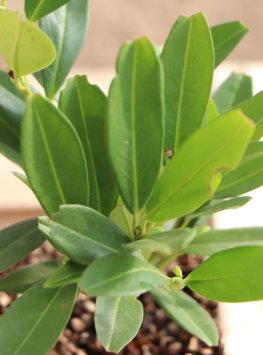 Bobkovišeň lékařská 'Otto Luyken'