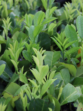 Bobkovišeň lékařská 'Rotundifolia'