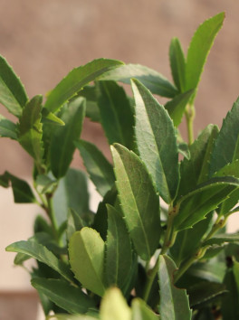 Bobkovišeň lékařská 'Sofia'®