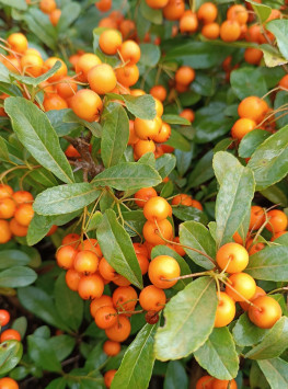 Hlohyně 'Orange Glow'