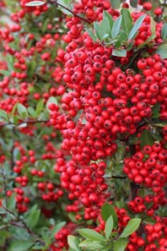 Hlohyně šarlatová 'Red Column'