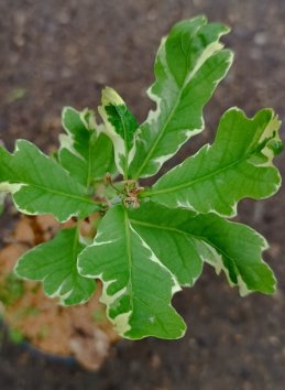 Dub letní ´Argenteo-marginata´