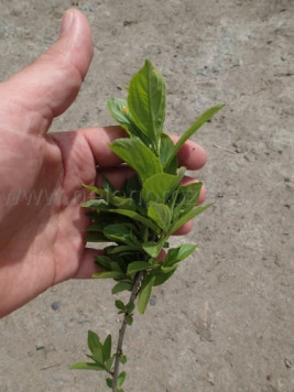 Řešetlák počistivý