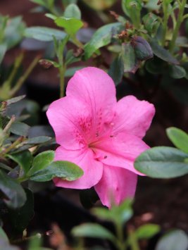 Azalka japonská 'Rokoko'