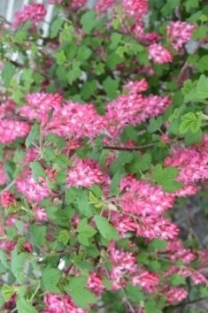 Meruzalka krvavá 'King Edward VII'