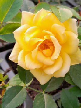 Růže terasová 'Golden Sun'