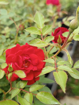 Růže zahradní 'Limesglut'