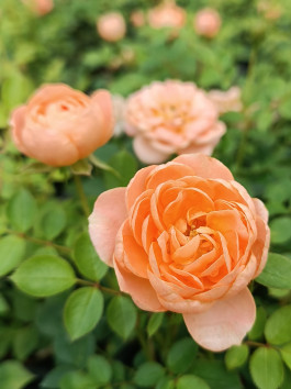 Růže zahradní 'Orange Imp'