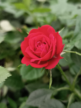 Růže půdopokryvná 'Rote The Fairy'