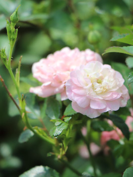 Růže pokryvná 'The Fairy'