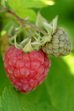 Maliník BELLA AROMATICA®