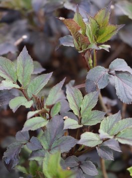 Bez černý 'Black Beauty'