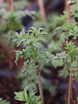 Bez černý 'Golden Tower'