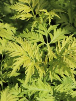 Bez hroznatý 'Sutherland Gold'