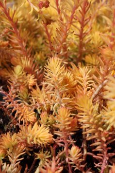 Rozchodník 'Angelina'