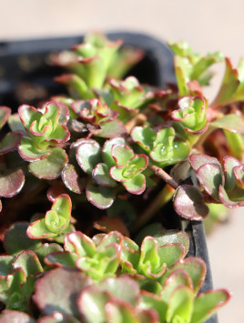 Rozchodník 'Spot on Deep Rose'