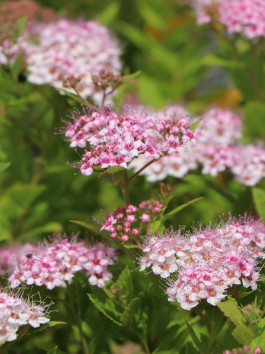 Tavolník japonský 'Little Princess'