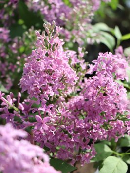 Šeřík čínský 'Saugeana'