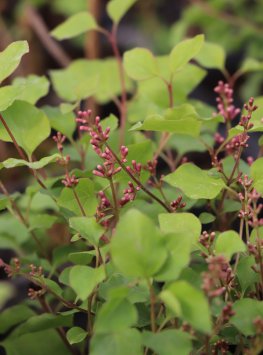 Šeřík Meyerův 'Flowerfesta Pink'
