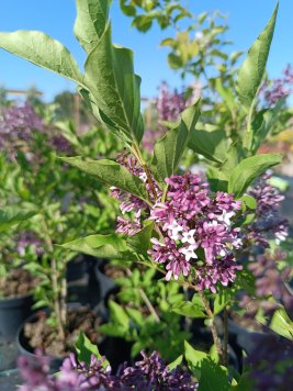 Šeřík sametový 'Miss Kim'