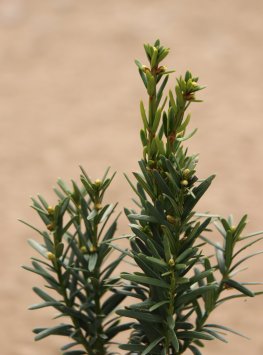 Tis prostřední 'Hillii'