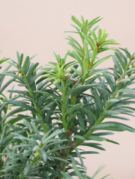 Tis prostřední 'Hicksii'