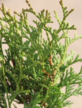 Zerav západní 'Tiny Tim´