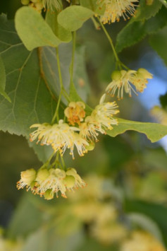 Lípa malolistá, 26-35 cm, QP60, 3L1