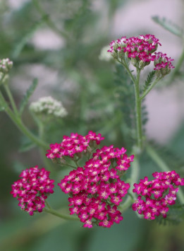 Řebříček obecný 'Cassic'