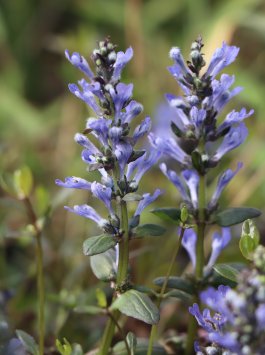 Zběhovec plazivý 'Mini Mahagony'