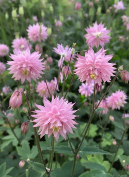 Orlíček 'Rose Barlow´