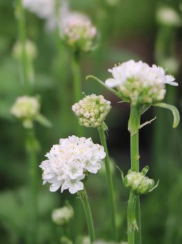 Trávnička přímořská 'Armada White'