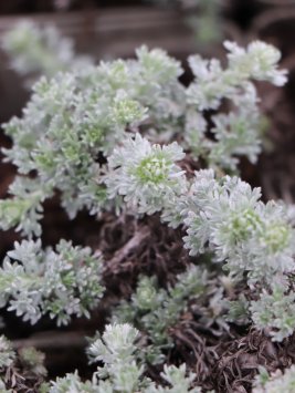 Pelyněk Schmidtův ´Nana´