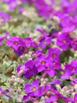 Tařička 'Silberrand'