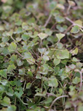 Zvonek dalmatský 'Clockwise D. Blue'