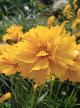 Krásnoočko přeslenité ´Grandiflora´