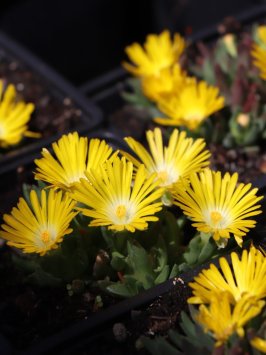 Kosmatec 'Gold Nugget'