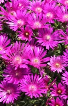 Kosmatec var.fialová