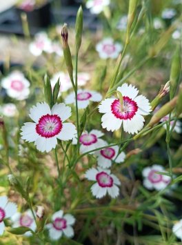 Hvozdík kropenatý 'Arctic Fire'