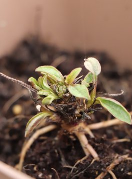 Třapatkovka ´SunSeekers Rainbow´®