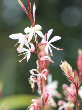 Svíčkovec Lindheim. 'Ellura'