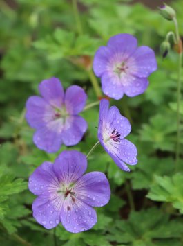 Kakost ´Rozanne´®